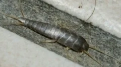 Ako sa vysporiadať s mikoanmi v súkromnom dome